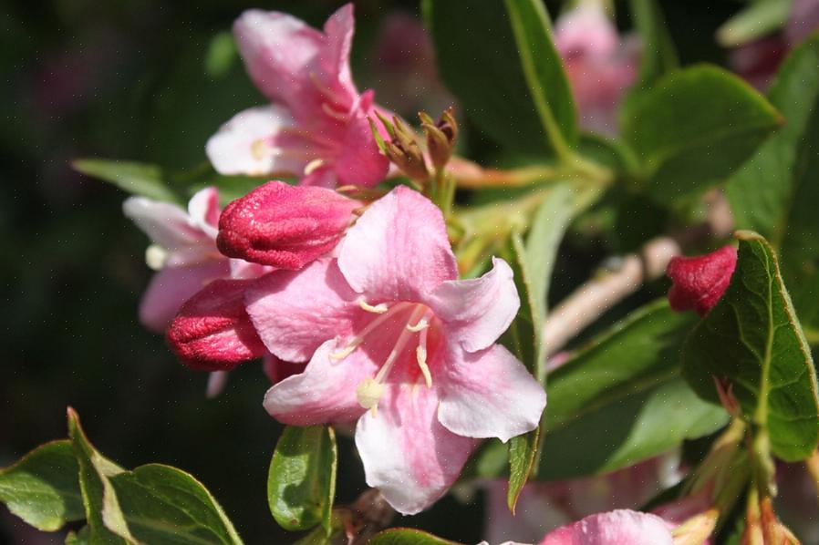 Weigela-busker er faktisk en av plantene som er utsatt for soppen Verticillium-vissen