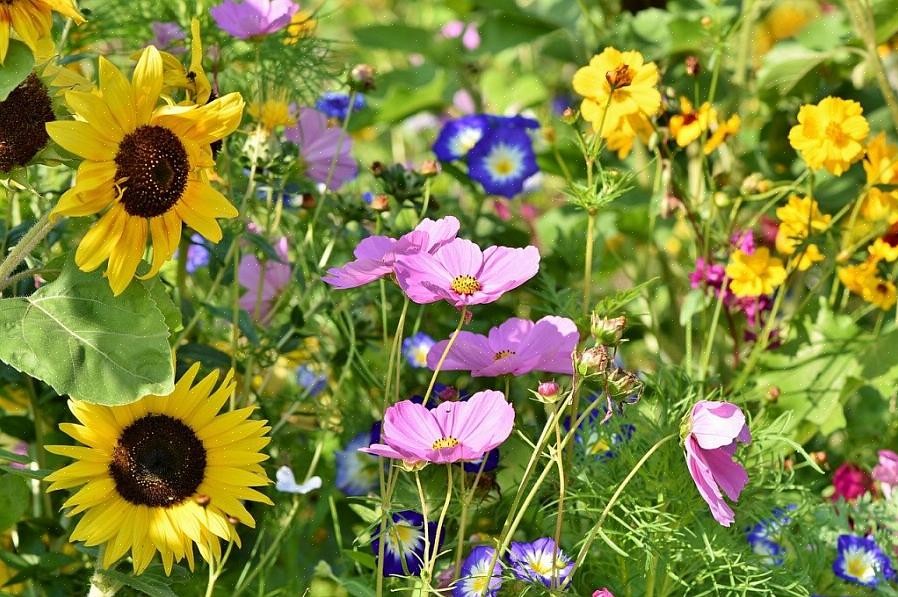 Den eneste ulempen med toårige grønnsaker som ikke blomstrer før andre året er at det kan være vanskelig