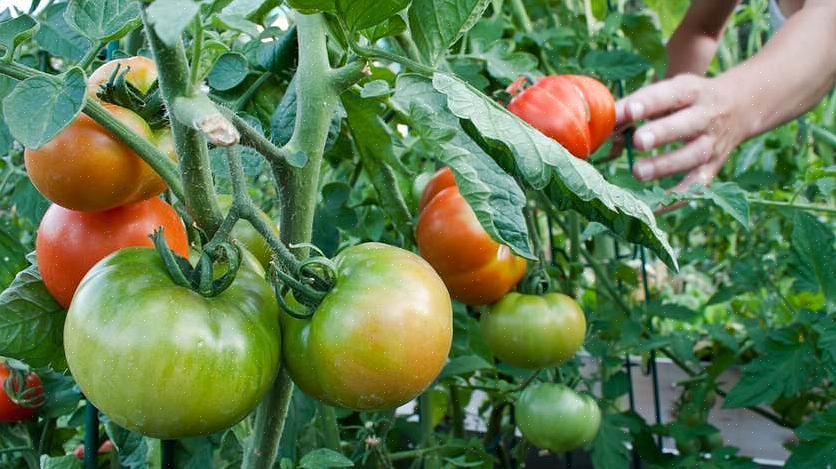 Høst de ytre bladene som planten har nådd ca 10 centimeter i høyden