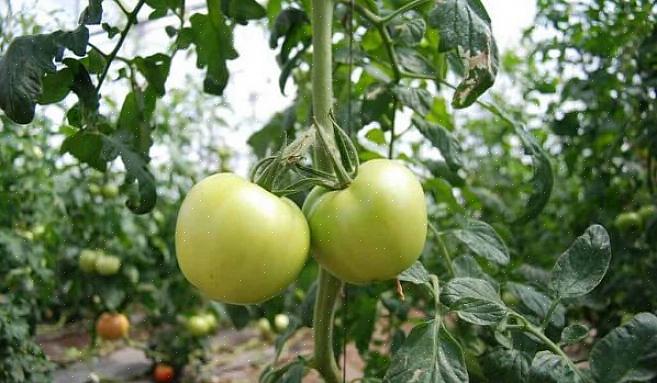 Plant tomatplantene dypere enn de kommer i potten