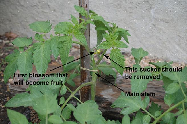 Hvordan Og Hvorfor Beskjære Tomatplanter 