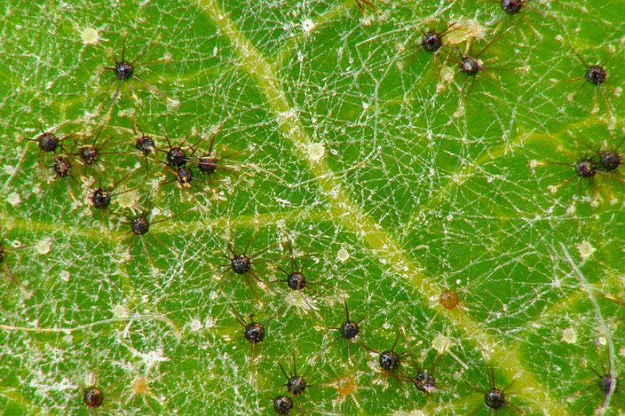 Plant tomater med passende avstand slik at de ikke trenger hverandre