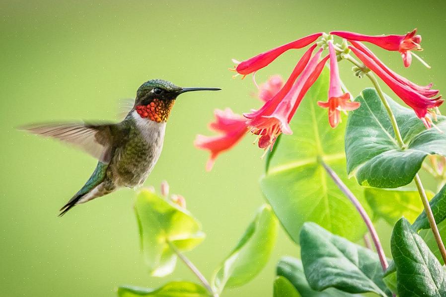 For å gjøre hagen din attraktiv for hekkende kolibrier
