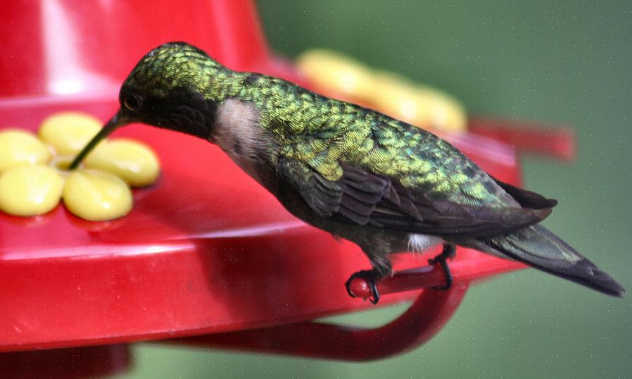 Velg kolibrierblomster som kan være en naturlig nektarkilde for fôring av kolibrier