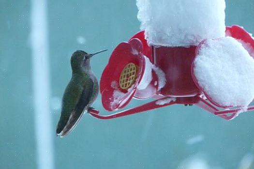 Ofte mating et dusin eller flere ganger i timen når de besøker blomster