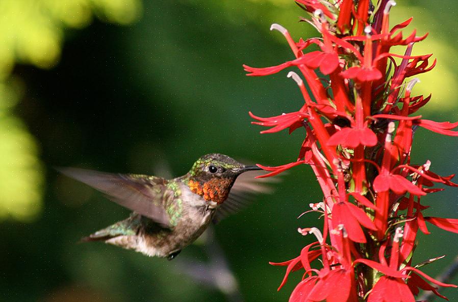 Insekter kolibrier spiser