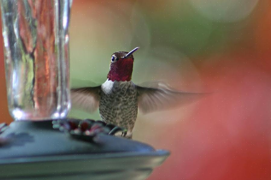 Eller fortynne et kommersielt kolibri-nektarkonsentrat