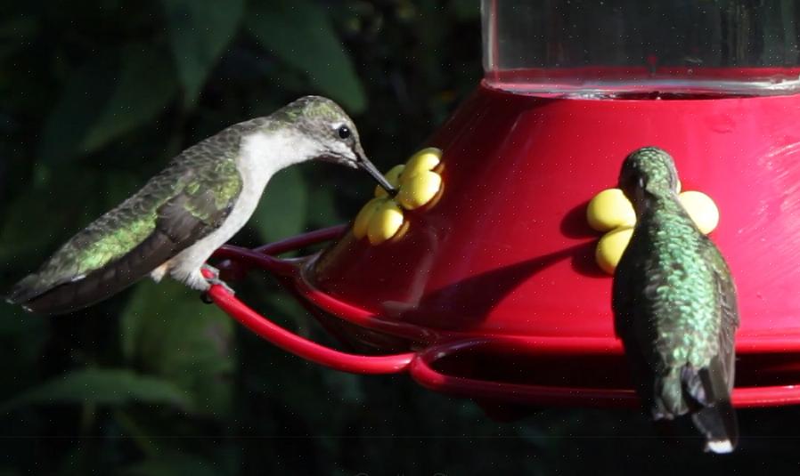 Hell forsiktig den hjemmelagde kolibri-nektaren i favorittkollega-matere