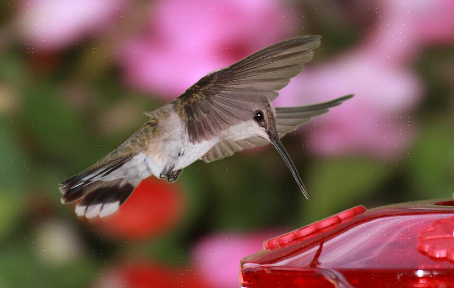 Mens nektaren avkjøles er det en utmerket tid å rengjøre kolibri-matere