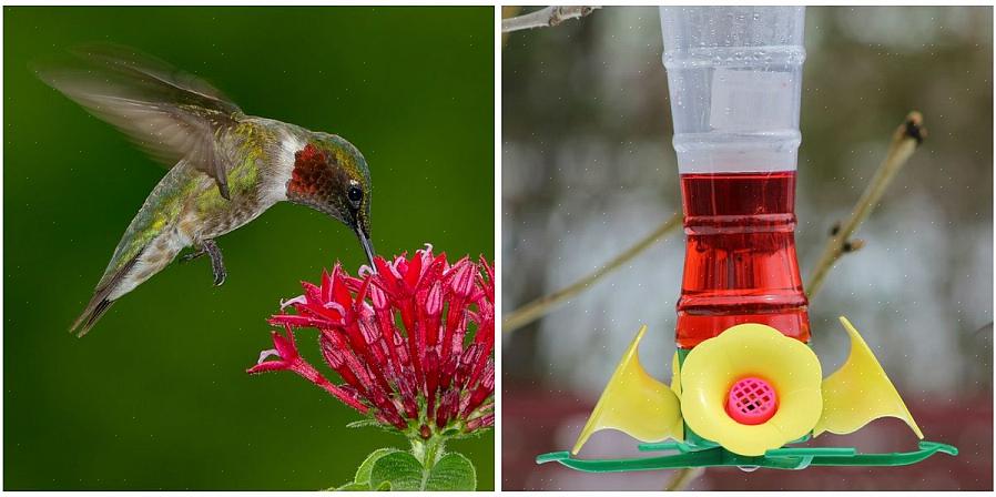 Er rødt fargestoff i kolibri-nektar dårlig for fuglene