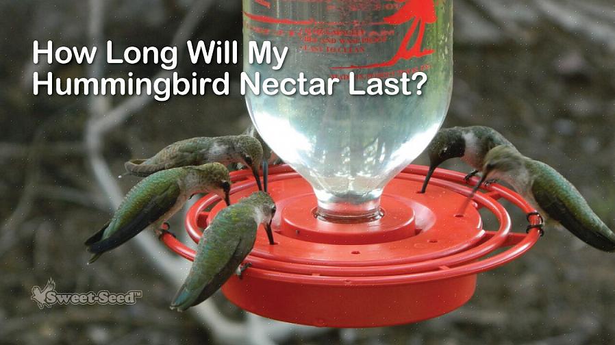 Å forstå hvordan kolibri-nektar går dårlig