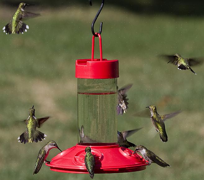 Det er to grunnleggende stiler av kolibri-matere