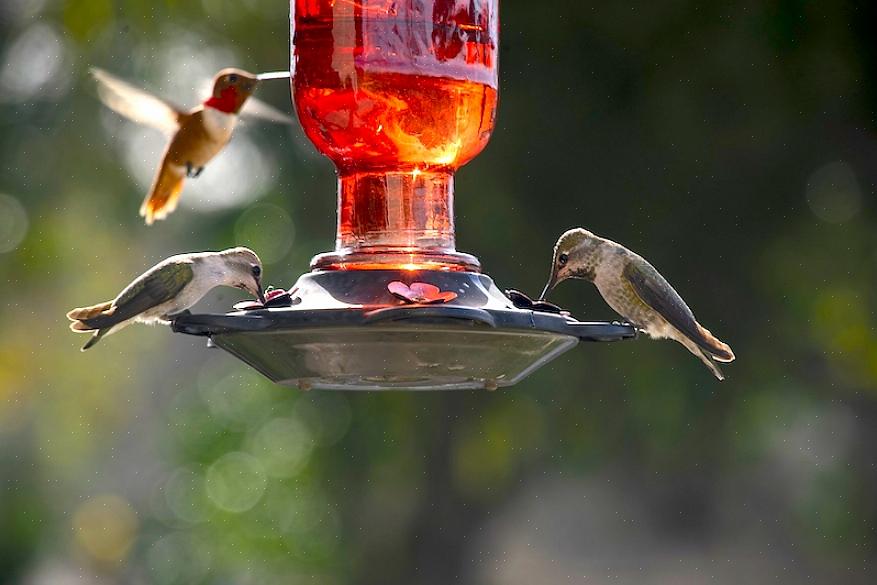 Tips for kolibri mating