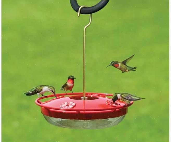 Blir nektaren bortkastet fordi fugler ikke drikker den av bakken