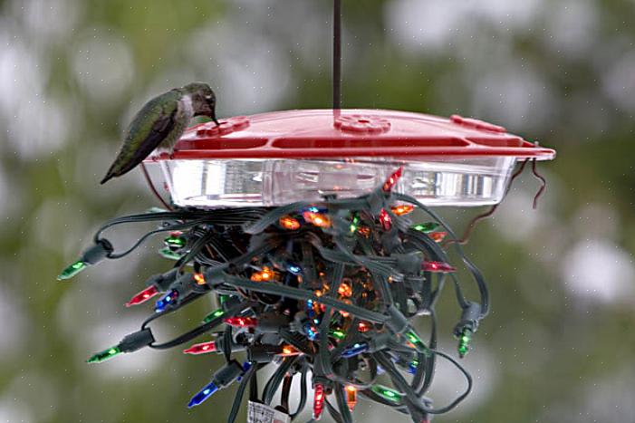 Videre kan frossen nektar også knekke eller på annen måte skade kolibri-matere