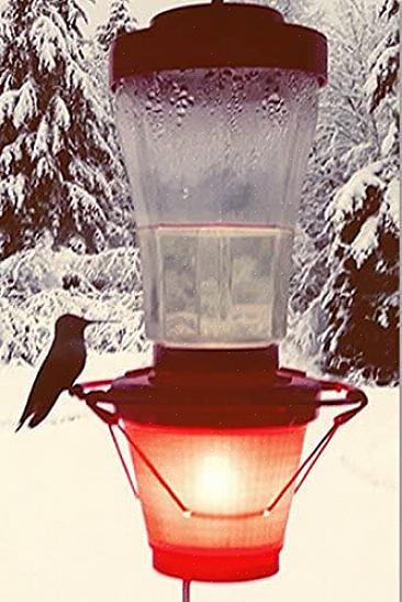 Det er flere triks som kan bidra til å holde kolibri nektar fra å fryse