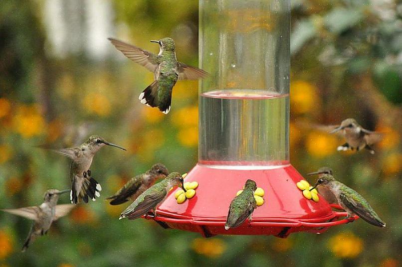 En godt designet kolibri-fôringsstasjon vil imidlertid tiltrekke seg mange kolibrier mens de imøtekommer