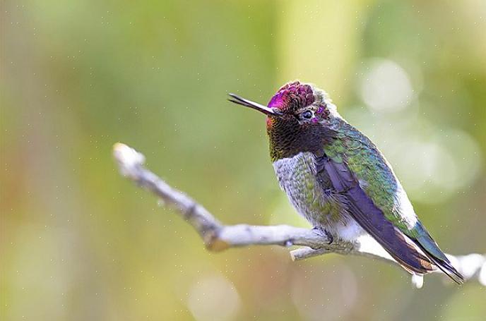 Mange kolibrier høres veldig like ut