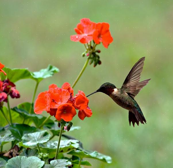 Å gi sprut av rød farge for å tiltrekke kolibrier