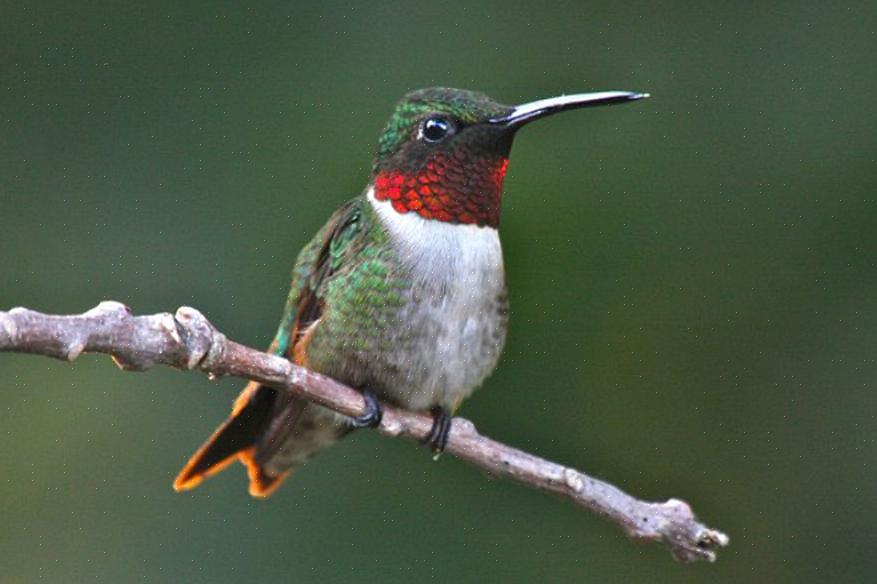 Den ruby-throated kolibrien er den mest distribuerte