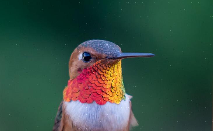 Rufous kolibrier er en ensom art