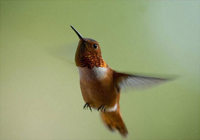 Rufous kolibrier har blitt registrert som hybridiserende med Annas kolibrier