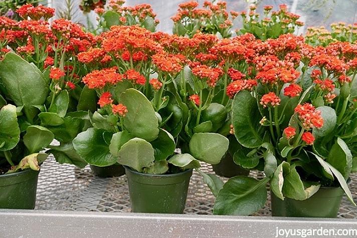 Den desidert mest populære Kalanchoe