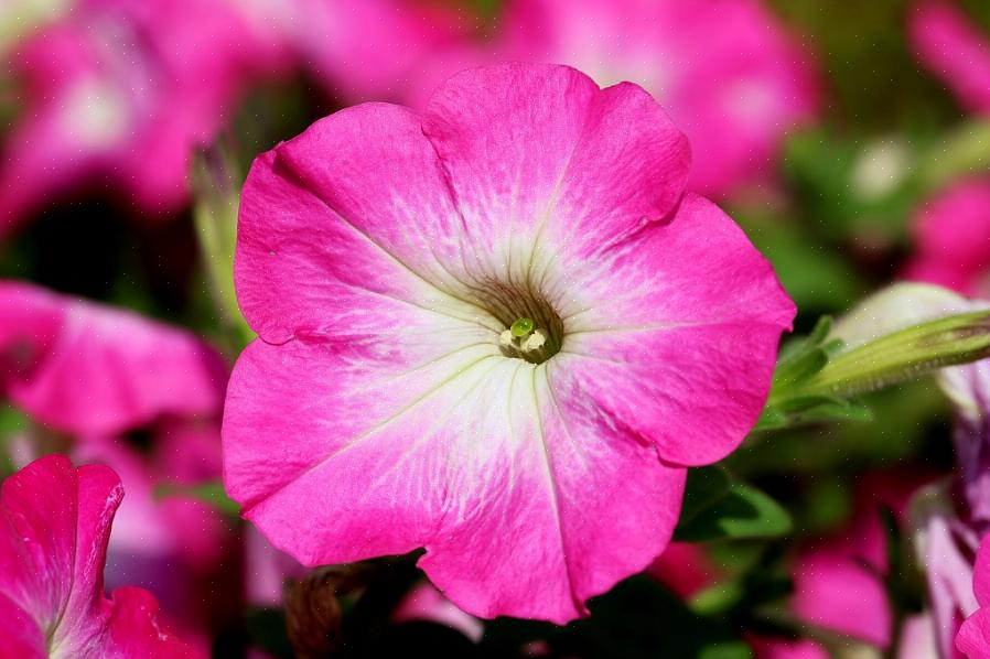 Disse blomstene med lite vedlikehold trekker på seg de harde forholdene med fortau