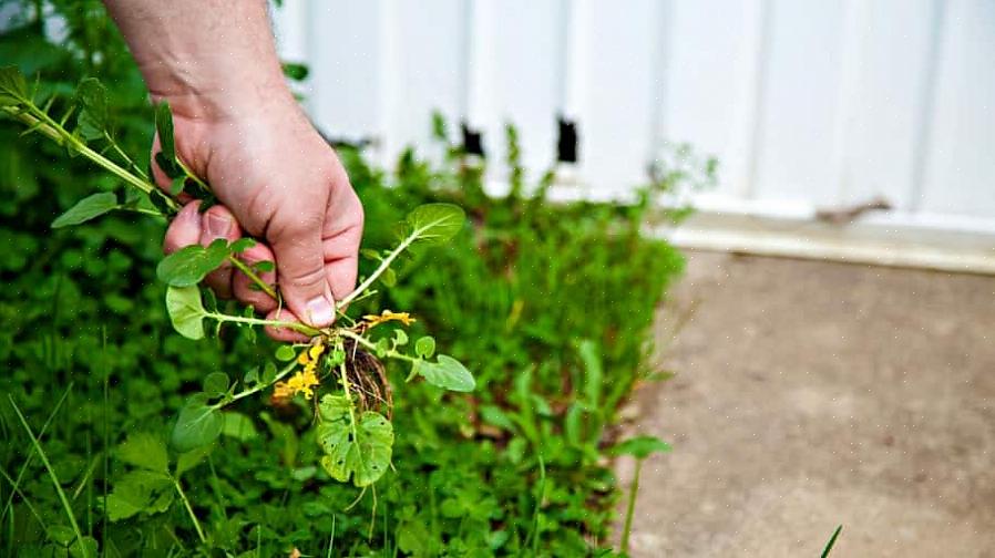 Å trekke den øverste delen av planten etterlater uunngåelig roten