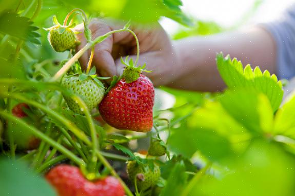 Stadig bærende organiske jordbærplanter produserer frukt fra sen vår til tidlig høst