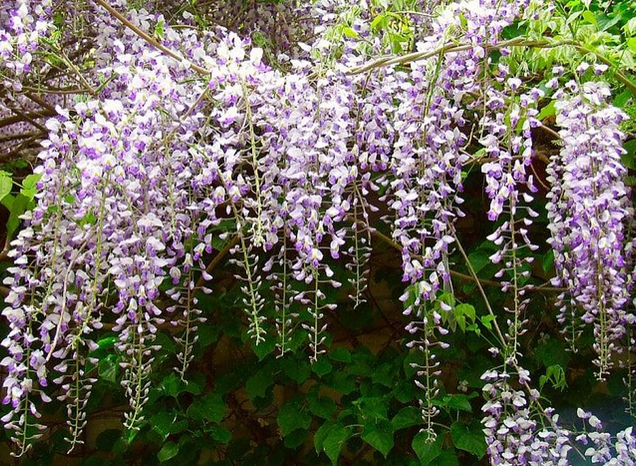 Har kanskje ingen andre kategorier av planter allsidigheten til blomstrende vinstokker