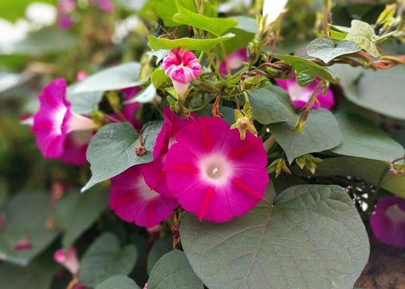 Foruten Heavenly Blue morning glory blomster