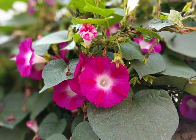 Morning glory blomster er trompetformede