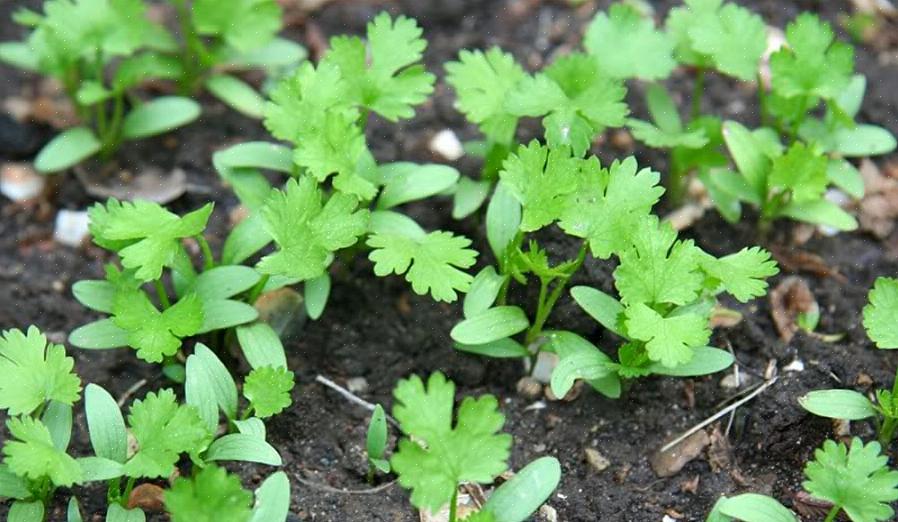 Blader - Bladene ved bunnen av planten er vifteformede