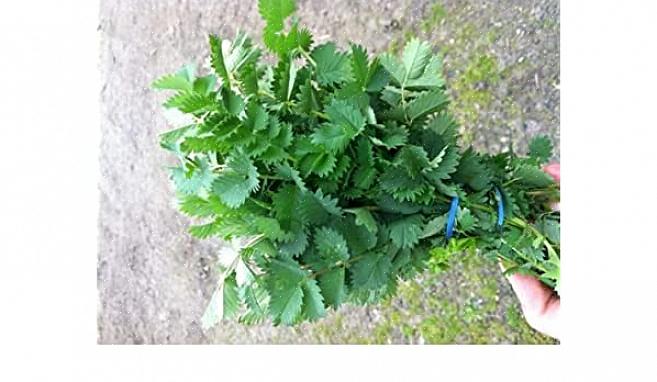 Burnet, Salat Burnet, Small Burnet, Garden Burnet