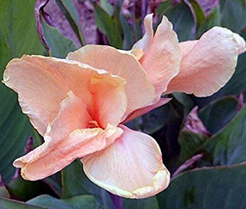 Oppover vil cannas blomstre igjen hele sommeren