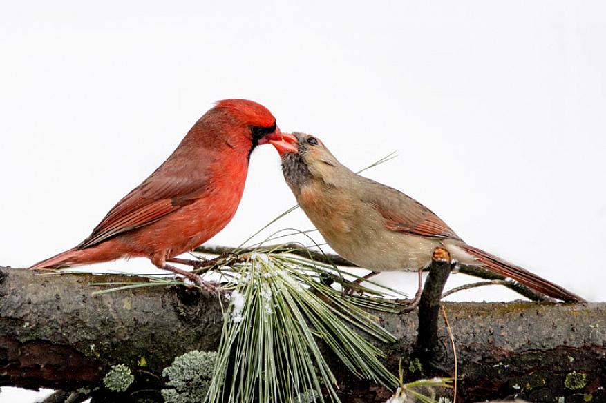 Nordlige kardinaler migrerer ikke