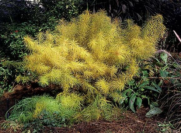 Narrow Leaf Blue Star (Amsonia hubrichtii) - Smale