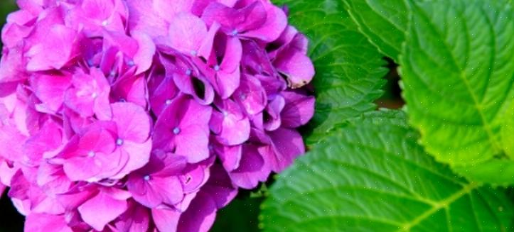 Den største utfordringen med å tørke hortensia er tidspunktet når blomsten skal kuttes