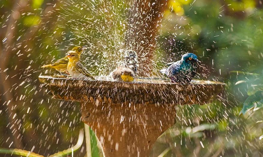 Er et solid oppvarmet fuglebad det beste valget