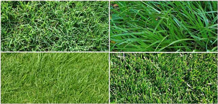 Fordelene med zoysia gress inkluderer følgende