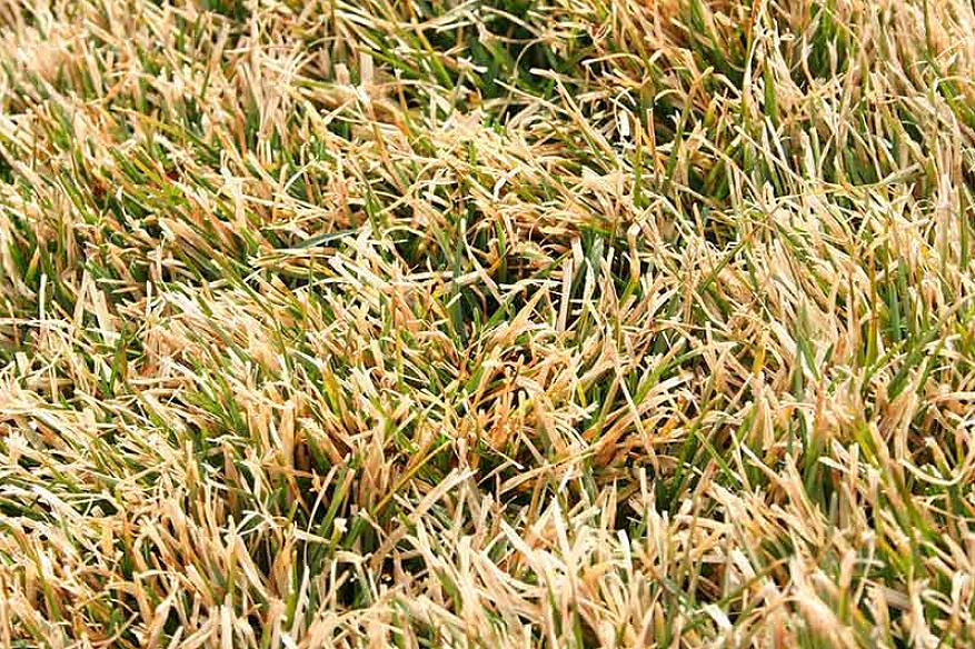 Alle varianter av Buffalo-gress anses som tørke-tolerante