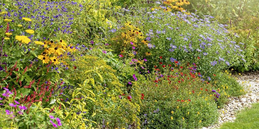 Papirblomstene av Xerochrysum bracteatum har lurt mer enn én person som syntes de røde