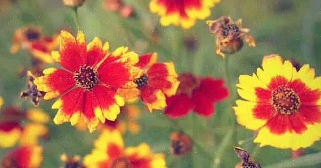 Mandarinen Coreopsis 'Limerock Dream,' som holder interessen for Coreopsis-planter sterk