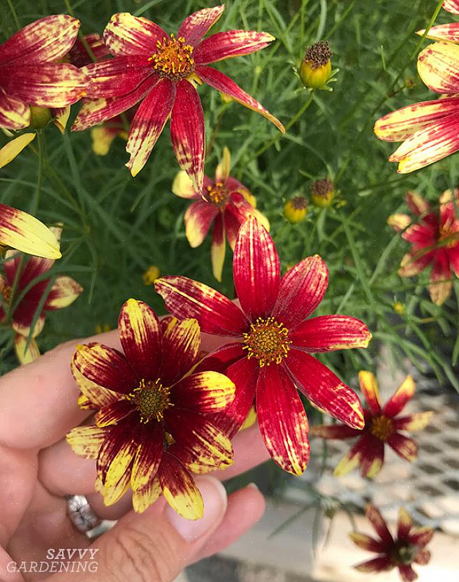 Til og med årlig blomstrende Coreopsis