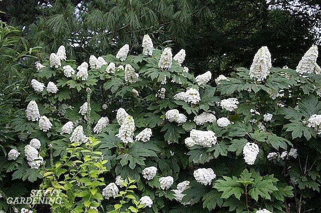 De høye plantene kan kuttes om høsten