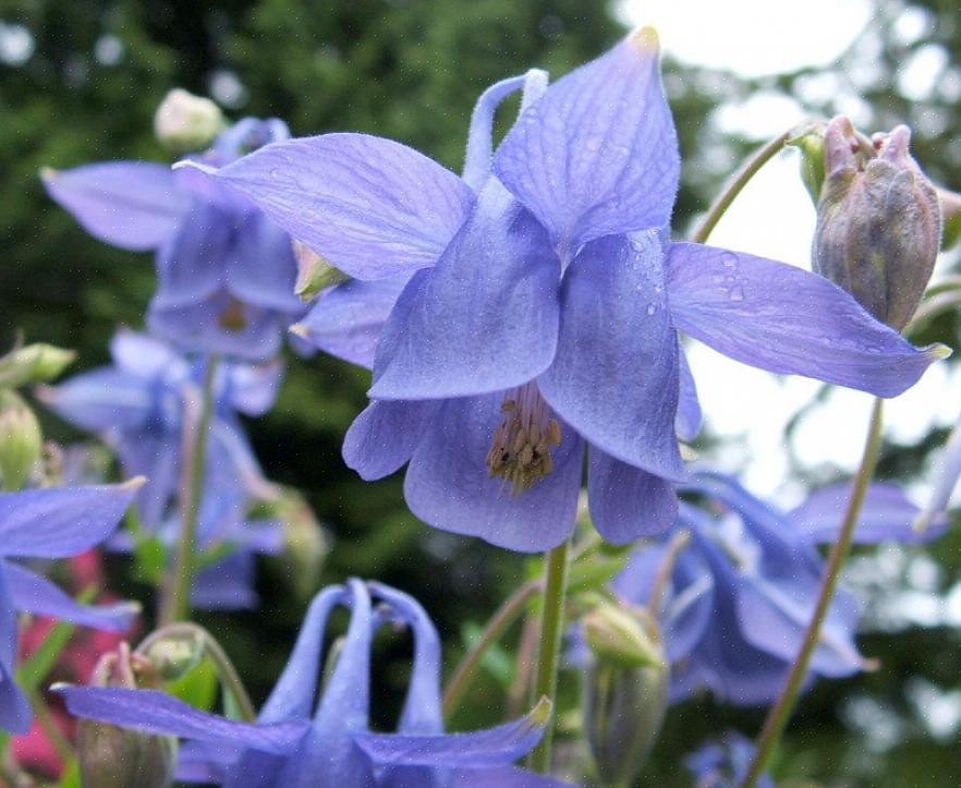 Det er en veldig billig måte å få mange planter til hagen din