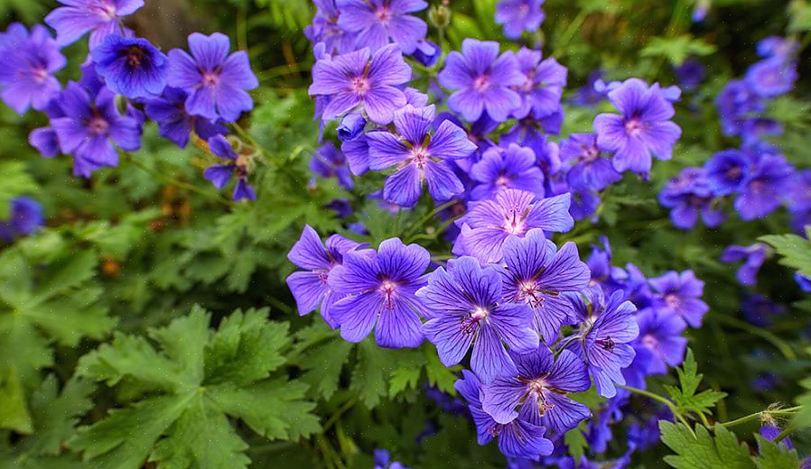 Geranium sanguineum sprer seg mindre raskt enn Geranium endressii