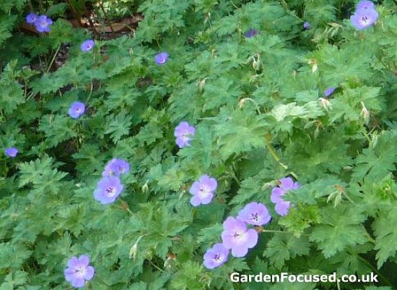 Geranium Rozanne ble lagt merke til på grunn av sine strålende fiolettblå blomster