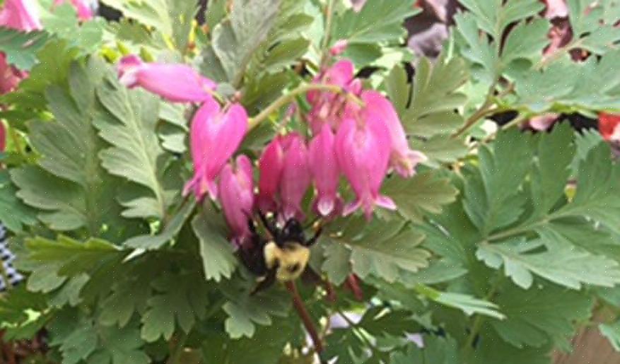 Er staselige astilbes utmerkede langlivede nektarleverandører for delvis eller fullskygge hager